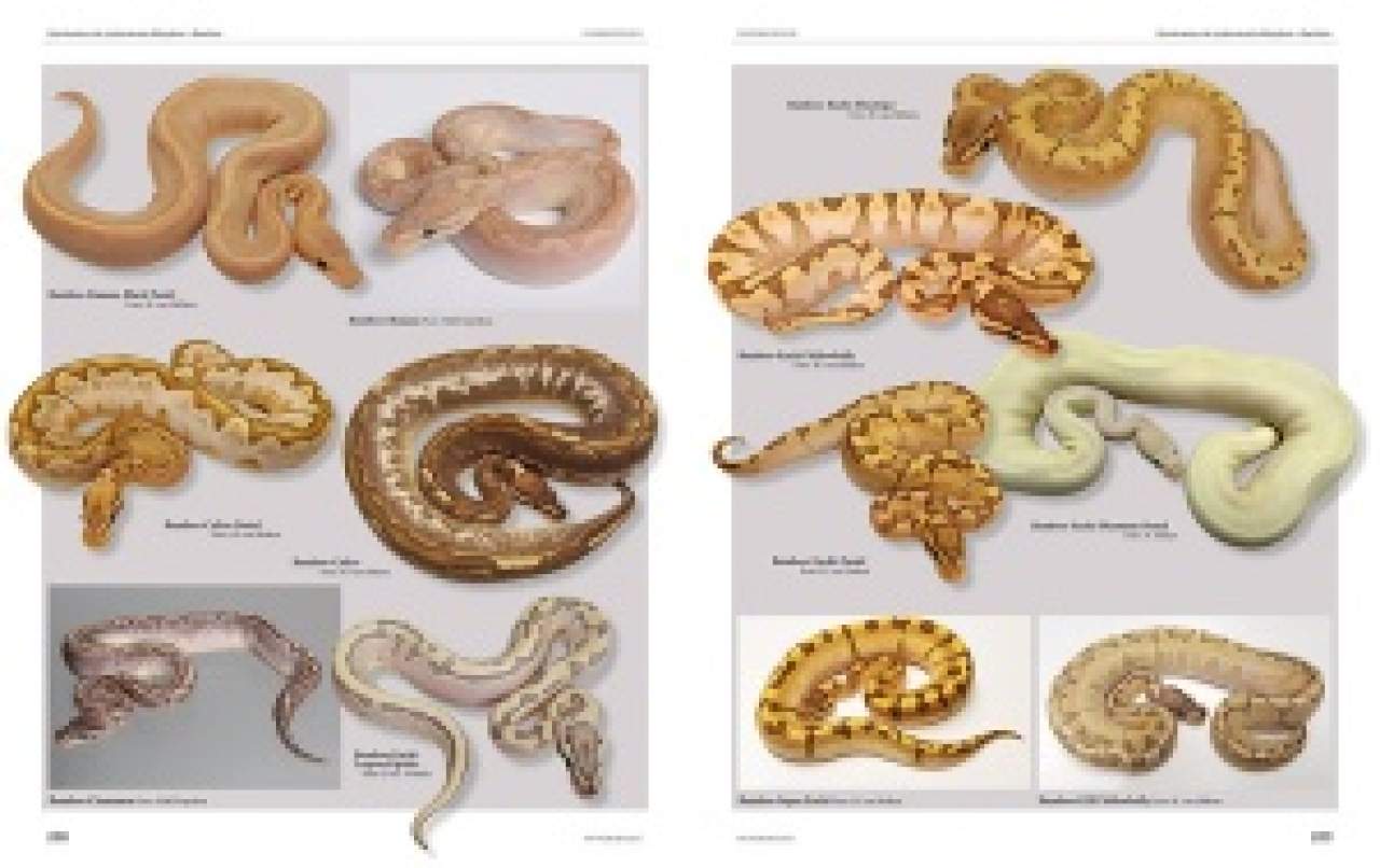 Python regius - Atlas of Colour Morphs, Keeping and Breeding